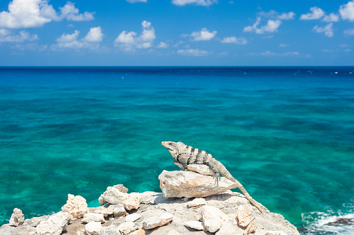 Iguana on Isla Mujeres, Quintana Roo, Mexico.