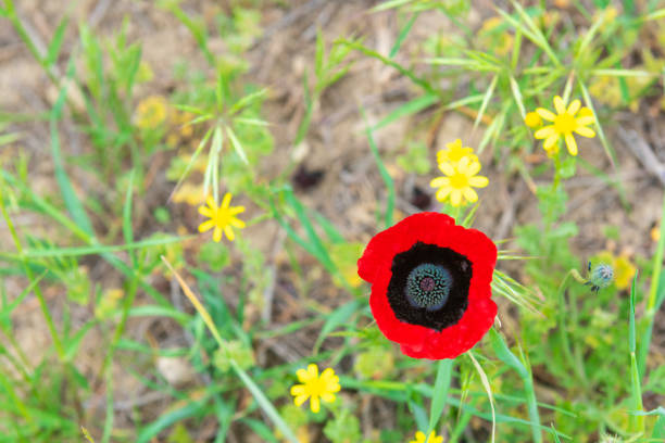 Red wild poppy flower in field