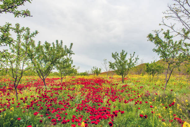 Red wild poppy flowers in orchard