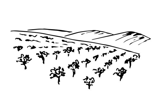 ilustrações, clipart, desenhos animados e ícones de desenho simples do vetor de tinta desenhado à mão. paisagem de vinhedos, fileiras de arbustos de uva, árvores frutíferas, silhueta de montanhas no horizonte. estilo de gravação, impressão de rótulos, carta de vinhos, campo, agricultura. - farm vegetable black landscape