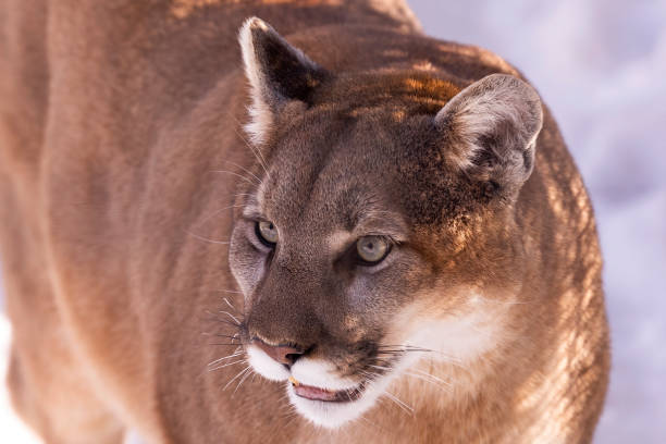 istock Cougar (Puma concolor) ,known as Mountain lion 1314685073