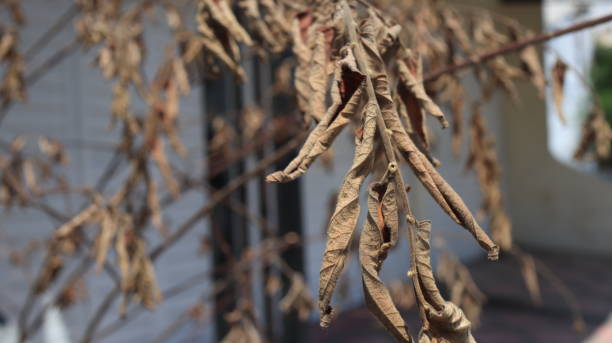 istock Blurred leaves are blowing on bokeh background 1314686800