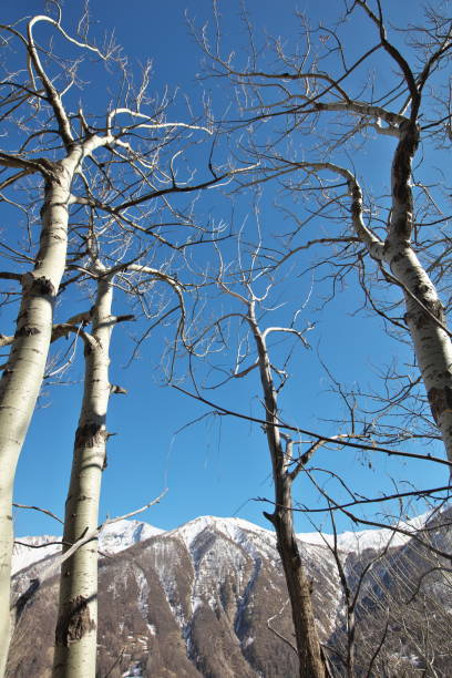 istock The aspen of Villard d'Abas 1314689084