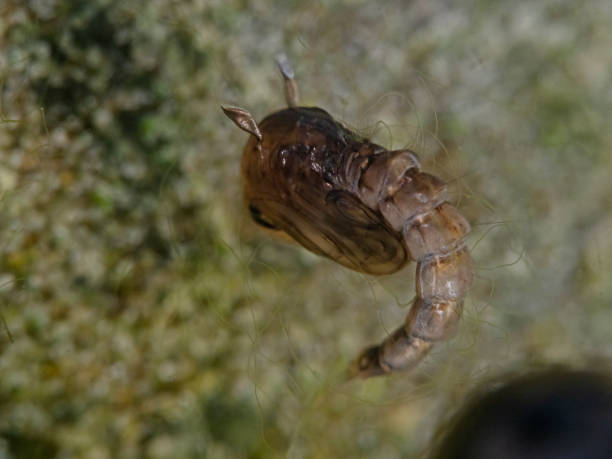 istock Mosquito larva in stagnant freshwater 1314689085