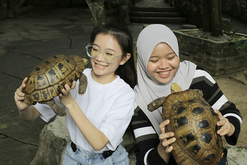 An Asian friends are taking closer look at tortoise while visiting petting zoo in Malaysia.