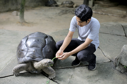 An Asian young man is feeding Aldabra Tortoise at petting zoo in Malaysia.