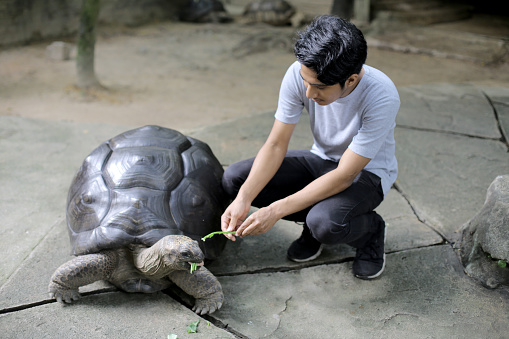 An Asian young man is feeding Aldabra Tortoise at petting zoo in Malaysia.