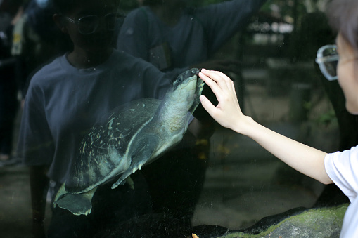 An Asian young woman is taking a closer look on Pig Nose Turtle (Fly River Turtle) during petting zoo visit in Malaysia.