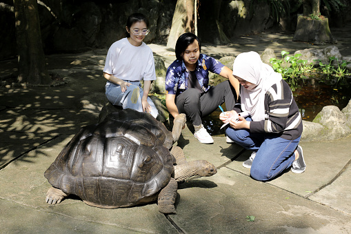 An Asian young woman is drawing Aldabra Tortoise while her male friend is looking on at petting zoo in Malaysia.