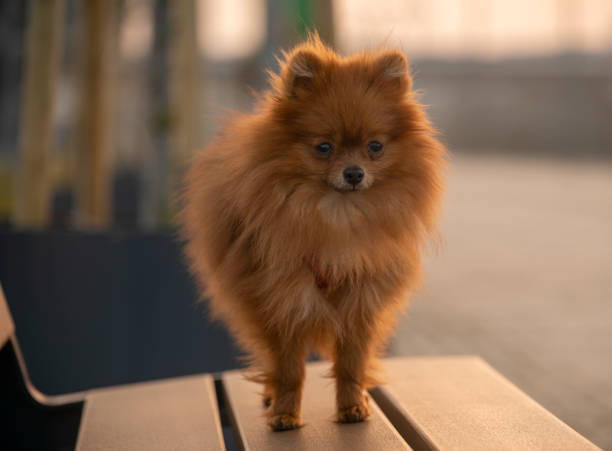 istock Pomeranian Spitz, puppies 1314689492