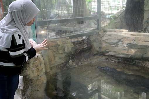 An Asian young woman is taking a closer look on crocodile at petting zoo in Malaysia.
