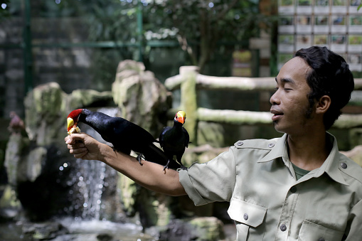 An Asian ranger is feeding Violet Turaco at petting zoo in Malaysia.