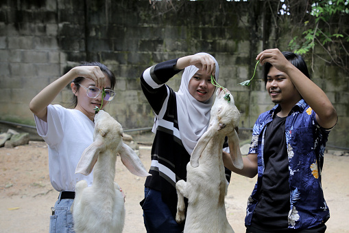 A group of young Asian friends are enjoying feeding goats during weekend outing at petting zoo in Malaysia.
