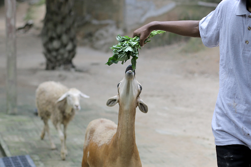 A young Asian man is using a bunch of sweet potato leaf to entice goats at petting zoo in Malaysia.