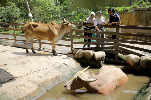 A group of young Asian friends are enjoying feeding white water buffalo during weekend outing at petting zoo in Malaysia.