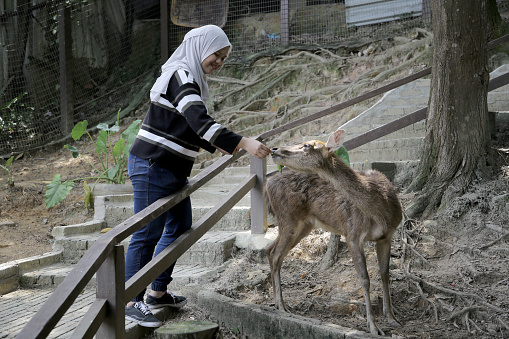 A young Asian woman is enjoying feeding Javan deer during weekend outing at petting zoo in Malaysia.