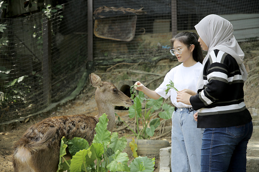 Two young Asian woman are enjoying feeding Javan deer during weekend outing at petting zoo in Malaysia.