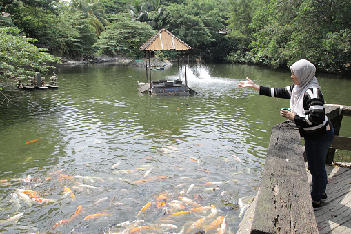 A young Asian woman is enjoying feeding koi fishes during weekend outing at petting zoo in Malaysia.