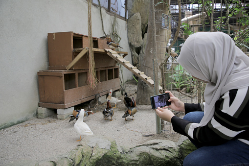A young Muslim woman is taking a photo of wood ducks at petting zoo in Malaysia.