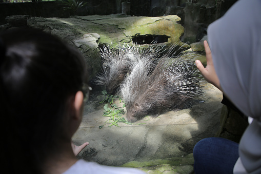 Two young Asian women are taking a closer look on African Crested Porcupine during weekend outing at petting zoo in Malaysia.