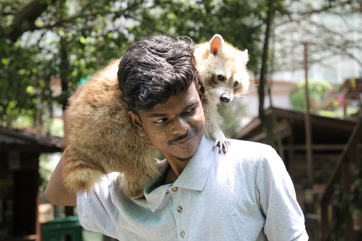 A young Asian man is enjoying interact with racoon during weekend outing at petting zoo in Malaysia.