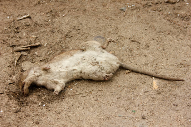 ciało martwego szarego szczura po zjedzeniu przez ptaka. rattus norvegicus w mieście - dead animal mouse dead body death zdjęcia i obrazy z banku zdjęć