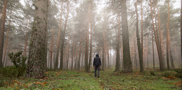 Lost man in the middle of the forest. Disoriented person in the fog. Panoramic photography of nature in pine forest.