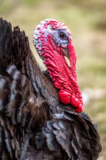 istock Head of turkey 1314695452