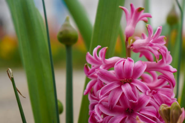 close-up of a pink Hyacinthus orientalis flower