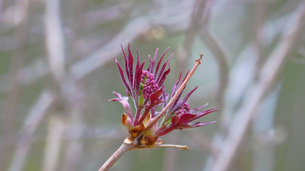 Red elderberry branch with first leaves. In the spring, buds open. Red elderberry branch with first leaves. In the spring, buds open. sambucus racemosa stock pictures, royalty-free photos & images