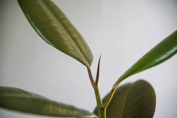 istock Green rubber plants on gray background. 1314699340