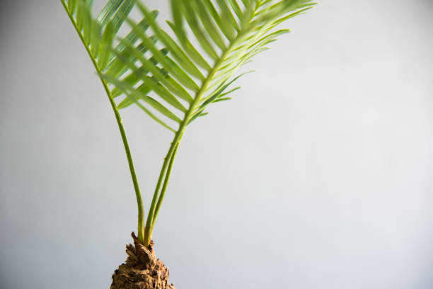 istock Green Cycads plants on gray background. 1314699464