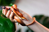 Corn snake wrapped around woman hand