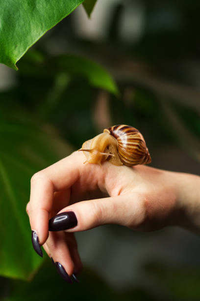 istock Snail Achatina on woman hand 1314700016