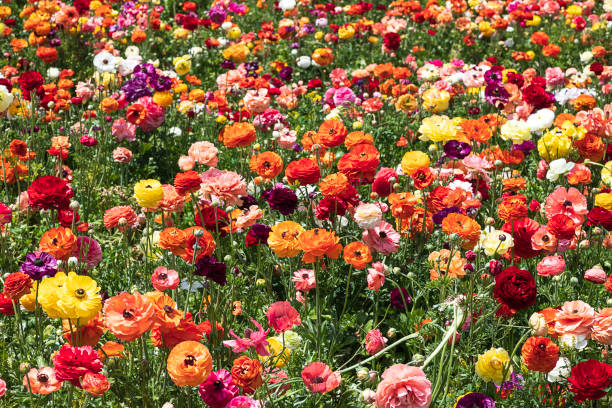 istock Fields of flowering multi-colored garden cultivated buttercups. 1314702462