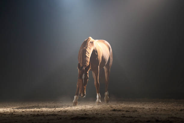 istock Horse in the fog 1314704549
