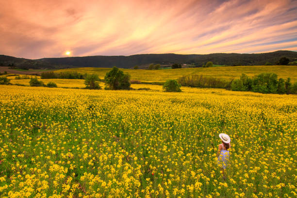 istock Sunset in Colza field 1314704560
