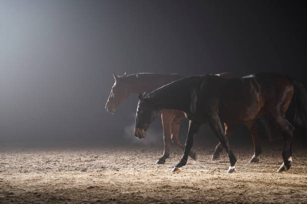 istock Two horses in fog 1314704600