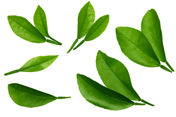 istock citrus leaves isolated on white background. top view. clipping path 1314704841