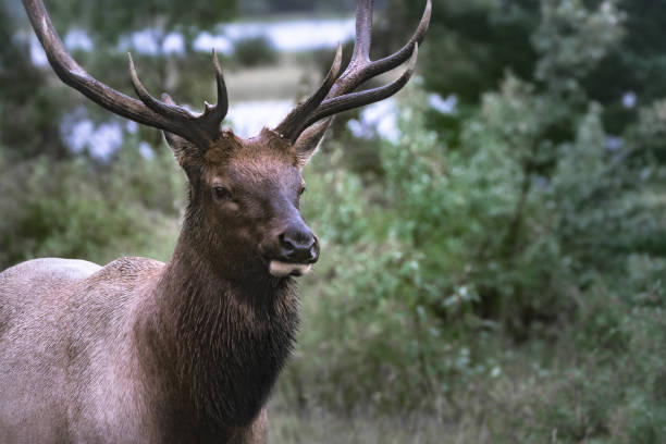 nahaufnahme von wapiti elch stier kopf an einem regnerischen tag in kanadischen rockies. cervus canadensis im jasper nationalpark, alberta. wildtiere in ihrem natürlichen lebensraum. - alberta canada animal autumn stock-fotos und bilder