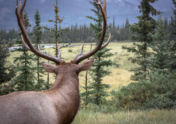 nahaufnahme eines wapiti elch bullen, blickweg von der kamera, an einem bewölkten, regnerischen tag in kanadischen rockies. cervus canadensis in jasper np, alberta. wildtiere in ihrem natürlichen lebensraum. - alberta canada animal autumn stock-fotos und bilder