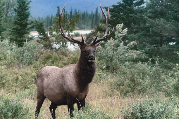 wapiti elch bulle an einem regnerischen tag in kanadischen rockies. cervus canadensis im jasper nationalpark, alberta. wildtiere in ihrem natürlichen lebensraum. - alberta canada animal autumn stock-fotos und bilder