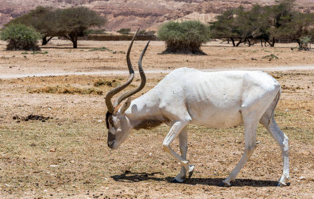 istock Curved horned antelope Addax (Addax nasomaculatus), Middle East 1314707864