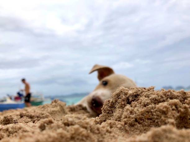 puppy on the sand