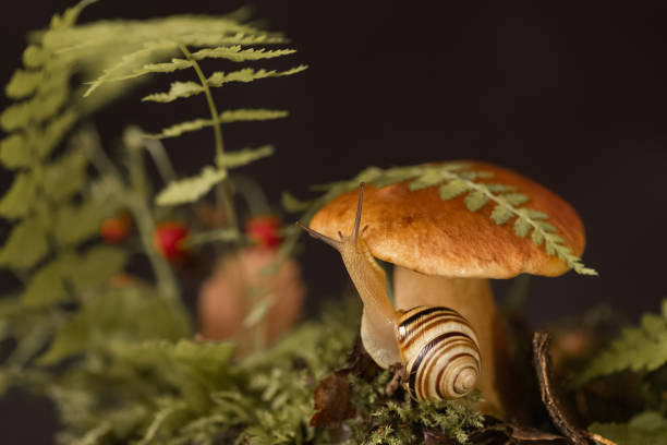 istock Cute snail with striped shell crawls around big boletus mushroom growing through moss and fallen leaves in the forest 1314708658