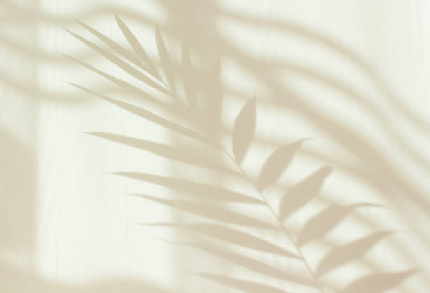istock Abstract white shadow of a palm leaf on a white wall. Background with empty copy space for your design. Monochrome and minimalistic background with sunlight 1314709011