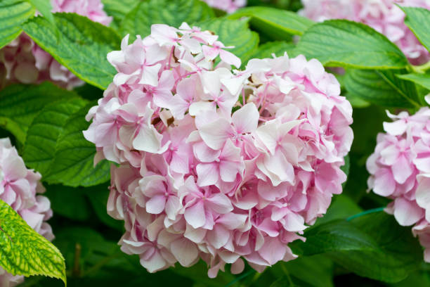 istock Hydrangea blooms in the garden 1314709913