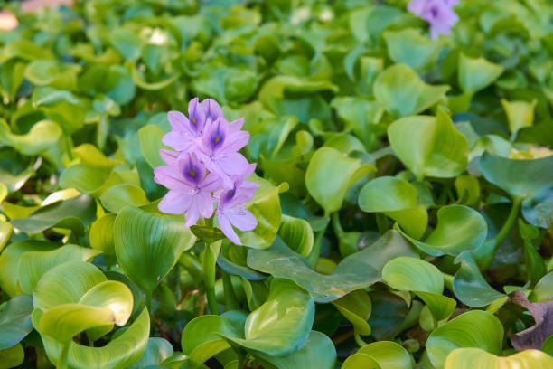 istock flower on the pond in the park 1314709915