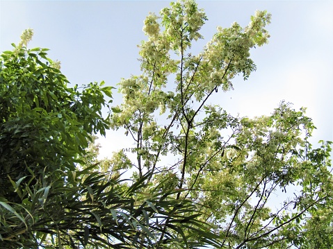 End of April. Acacia is starting to bloom in Tokyo area.