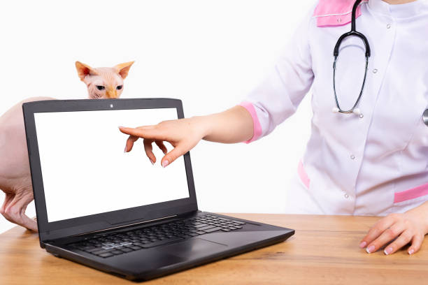 istock The online services or registrations concept. Informative image with a veterinarian's index finger pointing to a white laptop screen with a Sphinx cat sitting curious behind. 1314710412
